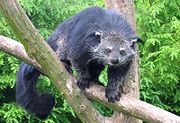 Binturong or bearcat