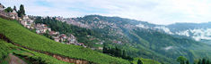 A view of Darjeeling from the Happy Valley Tea Estate