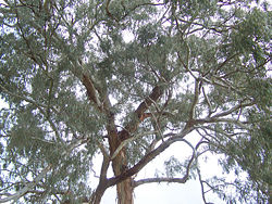 A eucalyptus tree