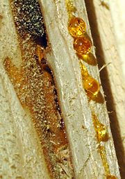 Wood resin, the ancient source of amber.