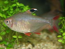 Hyphessobrycon bentosi