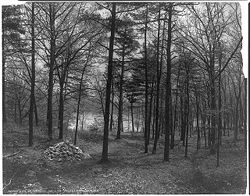 The site of Thoreau's cabin in 1908.
