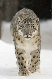 The endangered Snow Leopard is protected in the Golden Mountains of Altai.