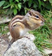 Siberian Chipmunk (Tamias sibiricus)