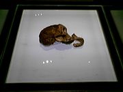 Fossils of Taung child discovered in South Africa in 1924