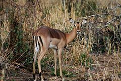 Impala ewe from the Kruger National Park, South Africa.