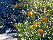 Oranges grown in the hillsides are exported to many parts of India.