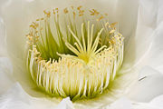 Closeup image of a cactus flower (Echinopsis spachiana) showing large number of stamens.