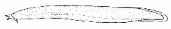 Drawing of a New Zealand hagfish.