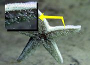 The underside of a sea star. The inset shows a magnified view of the tube feet.