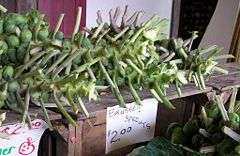 Brussels sprouts on the stalk