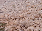 Countershaded Ibex are almost invisible in the Israeli desert.