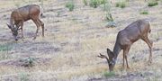 Mule deer graze throughout the area and are the most-often seen megafauna