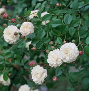 The rose "Felicite et Perpetue"