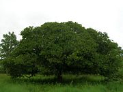 Tree shape