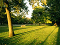 ChicagoTrees.jpg