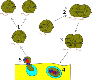 Dinoflagellata Life Cycle. 1-Binary fission, 2-Sexual reproduction, 3-planozygote, 4-hypnozygote, 5-planomeiocyte.