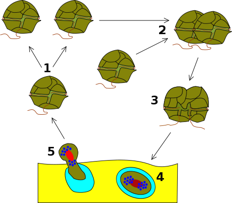Image:Dinoflagellata Life Cycle.svg