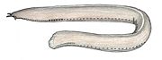 Drawing of Eptatretus minor