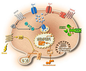 Understanding cells in terms of their molecular components.