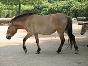 Przewalski's horse, the only remaining type of "wild" horse that has never been domesticated