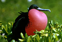The Magnificent Frigatebird, a migratory species found on Fernando de Noronha.