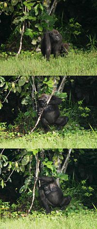 A female gorilla exhibiting tool use by using a tree trunk as a support while fishing.