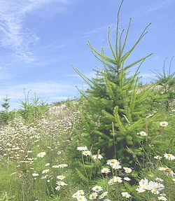 Biodiversity on a 15-year-old reforested plot of land.