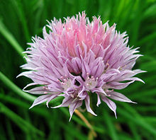 Close-up of a chive flower.