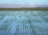 Basin flood irrigation of wheat.