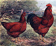 Rhode Island Reds