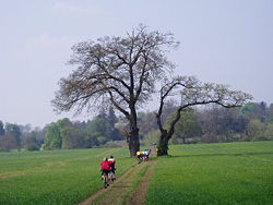 Cyclists on a bridleway.
