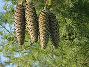 Sugarpine (Pinus lambertiana): female cones