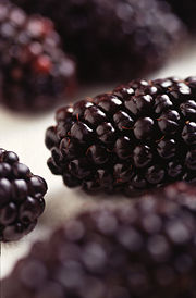 Black Butte blackberry.