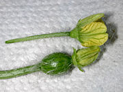 Flower stems of male and female watermelon blossoms, showing ovary (incipient fruit if pollinated) on the female