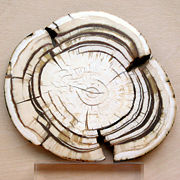 Section through the ivory tooth of a mammoth
