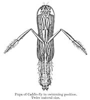 Pupa of caddisfly