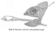 Tongue structure