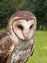 Masked owl, Tyto novaehollandiae.