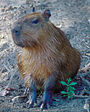Capybara (Hydrochoerus hydrochaeris)