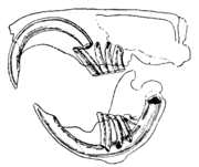 Typical rodent tooth system
