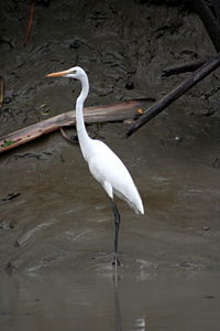 Great Egret, Sundarbans