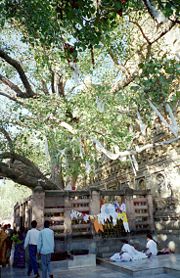 The Bodhi Tree at the Mahabodhi Temple. Propagated from the Sri Maha Bodhi, which in turn is propagated from the original Bodhi Tree at this location.