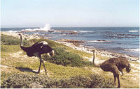 Wild ostriches at the Cape of Good Hope, South Africa