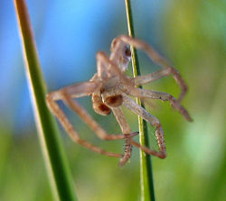 The exuvia of a spider after molting