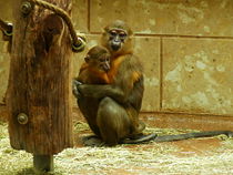 Golden-bellied mangabey