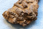 Fossil crinoid stems from Arkansas.