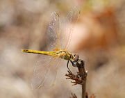 Female Red-veined darter. Lisboa, Portugal