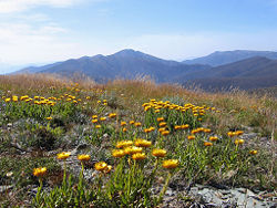 Looking across everlastings on Mt. Hotham to Mt. Feathertop; during winter these mountains are blanketed in snow.