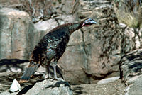 Wild Turkey, Meleagris gallopavo